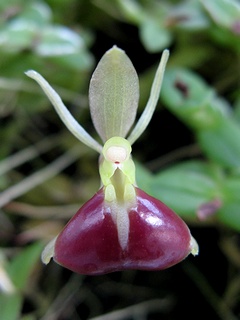 Epidendrum_peperomia01.jpg