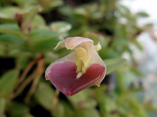Epidendrum_peperomia02.jpg