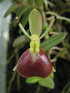 Epidendrum_porpax01.jpg