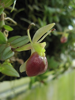 Epidendrum_porpax02.jpg