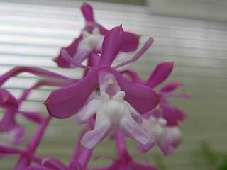 Epidendrum_porphyreum01.jpg