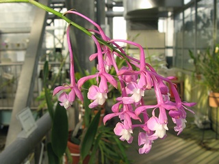 Epidendrum_porphyreum02.jpg