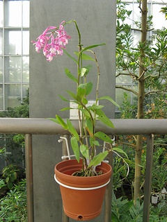 Epidendrum_porphyreum03.jpg