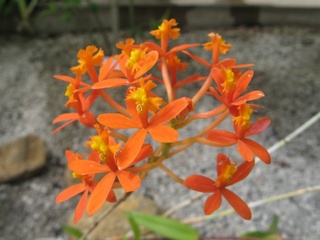 Epidendrum_secundum03.jpg