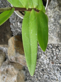 Epidendrum_secundum04.jpg