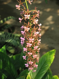 Epidendrum_stamfordianum02.jpg