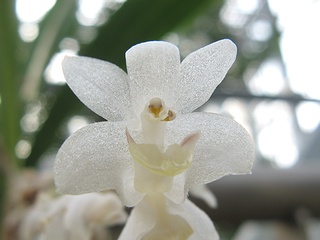 Eria_hyacinthoides01.jpg