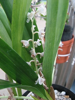Eria_hyacinthoides02.jpg