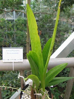 Eria_hyacinthoides04.jpg