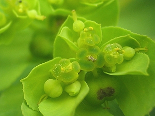 Euphorbia01.jpg