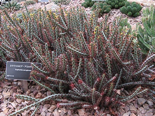 Euphorbia_aeruginosa01.jpg