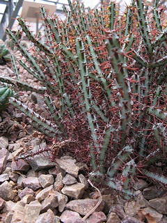 Euphorbia_aeruginosa02.jpg