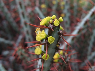 Euphorbia_aeruginosa03.jpg