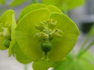 Euphorbia_amygdaloides_robbiae01.jpg