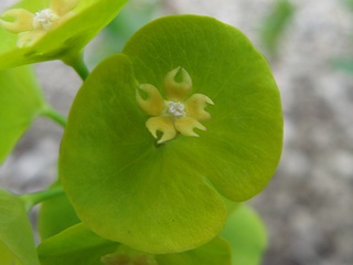 Euphorbia_amygdaloides_robbiae02.jpg