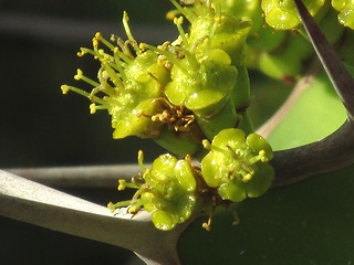 Euphorbia_angularis01.jpg