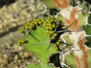 Euphorbia_angularis02.jpg