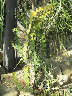 Euphorbia_angularis03.jpg