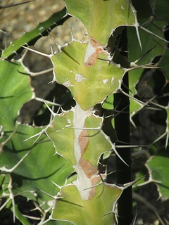 Euphorbia_angularis04.jpg