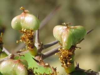 Euphorbia_angularis05.jpg