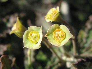 Euphorbia_capsaintemariensis01.jpg