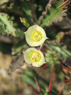 Euphorbia_capsaintemariensis02.jpg