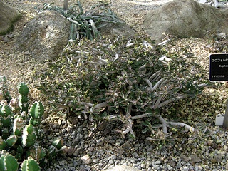 Euphorbia_capsaintemariensis03.jpg