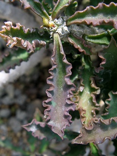 Euphorbia_capsaintemariensis04.jpg