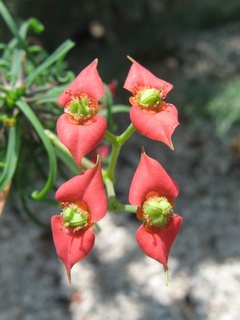 Euphorbia_gottlebei02.jpg