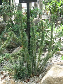 Euphorbia_gottlebei03.jpg