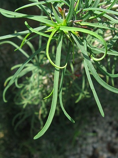 Euphorbia_gottlebei04.jpg
