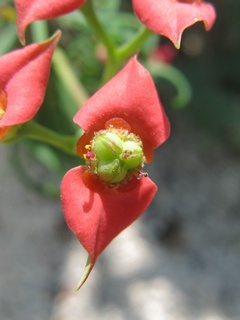 Euphorbia_gottlebei05.jpg