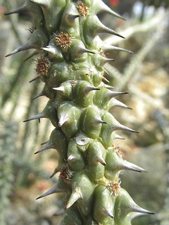 Euphorbia_gottlebei07.jpg