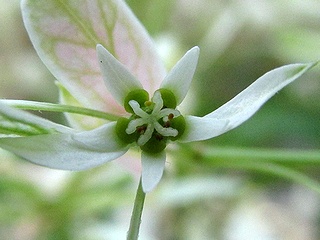 Euphorbia_leucocephala01.jpg
