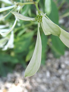 Euphorbia_leucocephala02.jpg