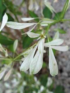 Euphorbia_leucocephala03.jpg