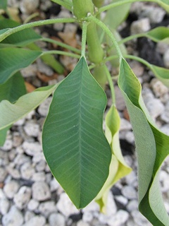Euphorbia_leucocephala07.jpg