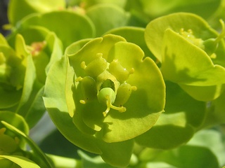 Euphorbia_myrsinites01.jpg