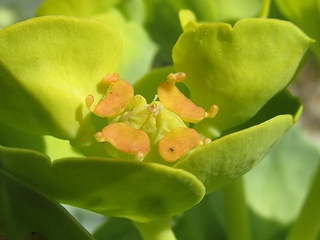 Euphorbia_myrsinites02.jpg