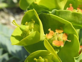 Euphorbia_myrsinites03.jpg
