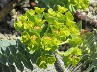 Euphorbia_myrsinites04.jpg