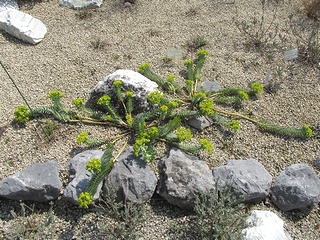 Euphorbia_myrsinites05.jpg