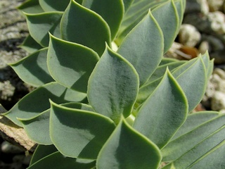 Euphorbia_myrsinites06.jpg