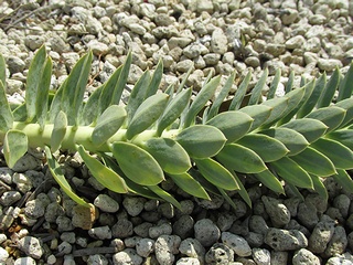 Euphorbia_myrsinites07.jpg