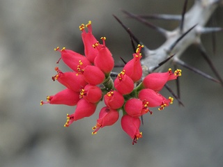 Euphorbia_pedilanthoides02.jpg