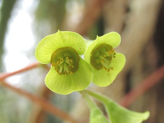 Euphorbia_perrieri01.jpg