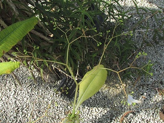 Euphorbia_perrieri02.jpg