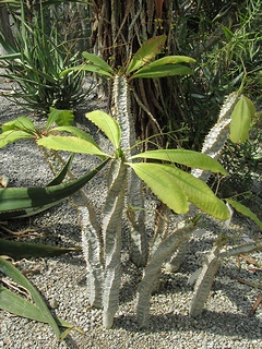 Euphorbia_perrieri03.jpg
