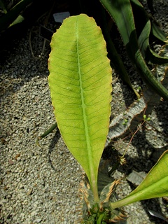 Euphorbia_perrieri04.jpg