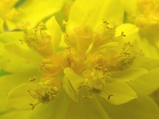 Euphorbia_polychroma01.jpg